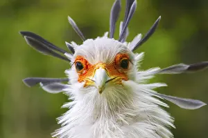 Secretary: Secretary bird (Sagittarius serpentarius), secretary
