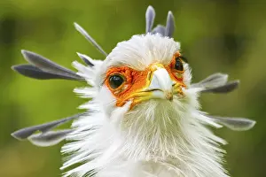Secretary: Secretary bird (Sagittarius serpentarius), secretary