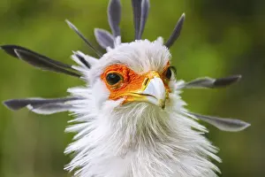 Secretary: Secretary bird (Sagittarius serpentarius), Secretary