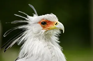 Secretarybird: Secretary Bird (Sagittarius serpentarius)