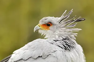 Tall: Secretary Bird, Sagittarius serpentarius