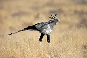 Concentration: Secretary bird (Sagittarius serpentarius), adult