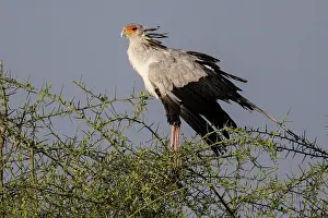 Tanzania: Secretary bird (Sagittarius serpentarius), Seren