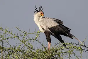 Tanzania: Secretary bird (Sagittarius serpentarius), Seren