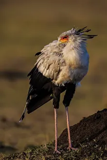 Secretary: Secretary Bird / Secretarybird