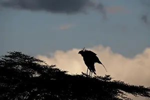 Secretary: Secretary Bird in Silhouette