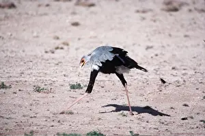 Clem Haagner: SECRETARY BIRD - stamping on grasshopper