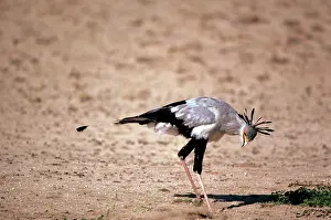 Secretary: SECRETARY BIRD - stamps on grasshopper