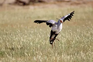 Secretary: Secretary Bird - stamps on prey