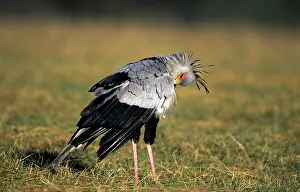 Ingrid Van Den Berg: SECRETARY BIRD - side view, preening itself, on the grass