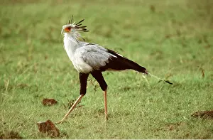 Clem Haagner: SECRETARY BIRD - walking on grass