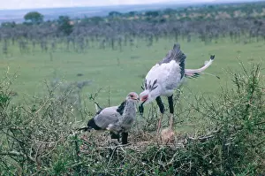 Secretary: Secretary Birds