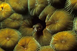 Profession: Secretary blenny Acanthemblemaria maria inside a hole in a c