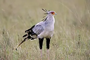 Secretary: Secretary (Sagittarius serpentarius), in tall grass