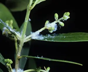 Olea: Secretion of Olive Psyllid (Euphyllura olivina)