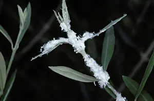 Olea: Secretion from Olive Psyllids (Euphyllura olivina)