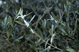 Olea: Secretion from Olive Psyllids (Euphyllura olivina)