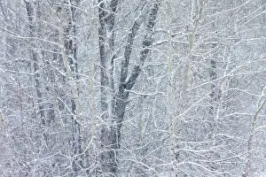 Populus: Detail section of aspen and cottonwood grove in winter