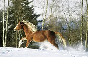 Paddock: Section B Welsh Pony stallion galloping over a snow-covered