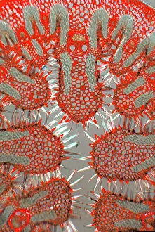 Away: Section of an beachgrass leaf. A dye was used t