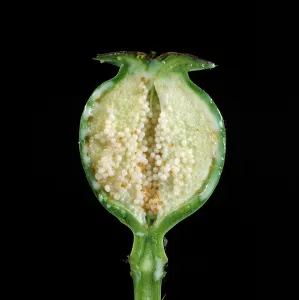 Secretion: Section through opium poppy seedhead