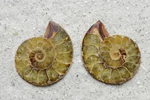 Ammonite: Sectioned Ammonite
