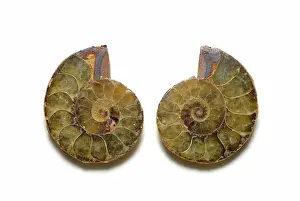 Ammonite: Sectioned Ammonite