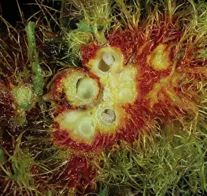 Gall: Sectioned gall with bedeguar larvae