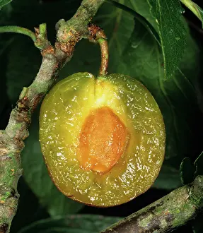 Plum: Sectioned plum fruit