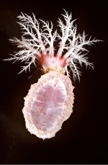 Echinoderms: SEDENTARY SEA CUCUMBER - and sucker