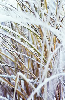 Carex: Sedge
