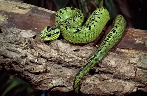 Sedge: Sedge Viper