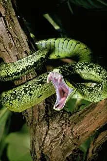 Fangs: Sedge Viper
