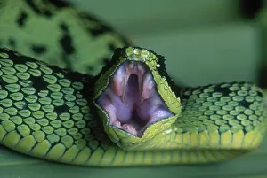 Sedge: Sedge Viper