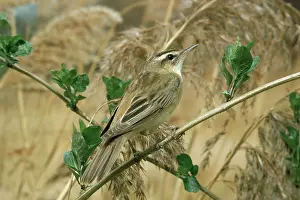 Schoenobaenus: SEDGE WARBLER