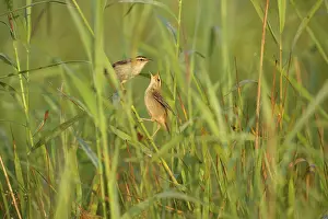 Sedge: Sedge Warbler