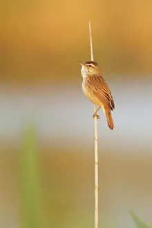 Sedge: Sedge Warbler