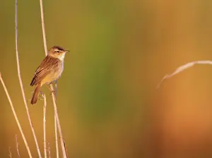 Sedge: Sedge Warbler
