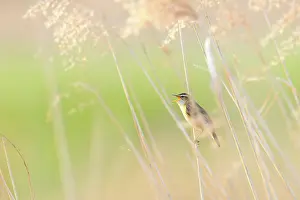 Sedge: Sedge Warbler