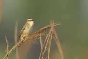 Sedge: Sedge Warbler