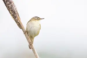 Warbler: Sedge Warbler
