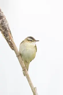 Warbler: Sedge Warbler