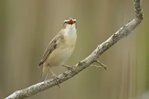 Singing: Sedge warbler (Acrocephalus schoenobaenus) adult bird singing on a tree branch in spring