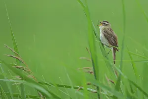Sedge: Sedge warbler (Acrocephalus schoenobaenus) in green