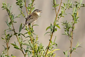 Sedge: Sedge Warbler (Acrocephalus schoenobaenus) male