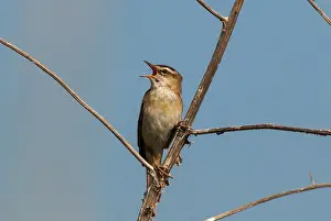 Ditch: Sedge warbler (Acrocephalus schoenobaenus) singing