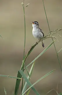 Schoenobaenus: Sedge warbler - Adult male singing