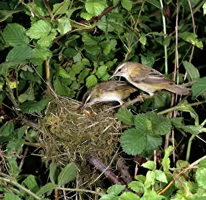 Schoenobaenus: Sedge Warbler - adults at nest feeding young