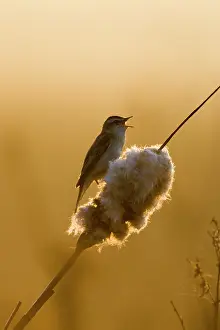Bullrush: Sedge Warbler - Backlit in early morning sunshine