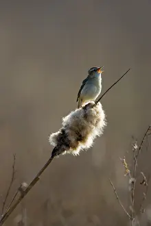 Bullrush: Sedge Warbler - Backlit in early morning sunshine